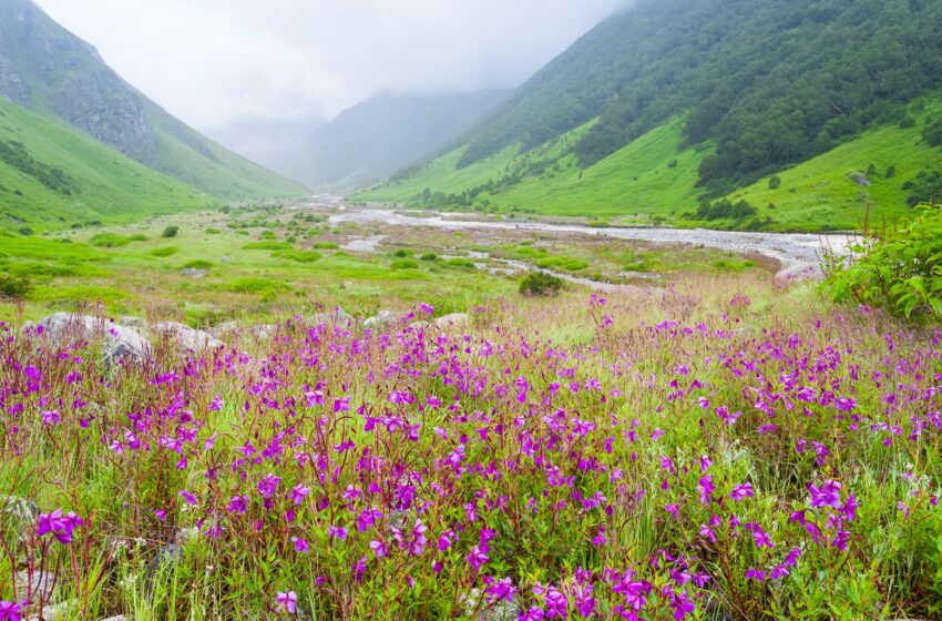  Valley Of Flowers – A Heaven on Earth!